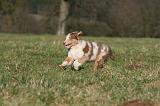 BERGER AUSTRALIEN PUPPIES 710